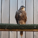 mongolian saker